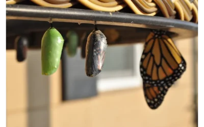 Email Alchemy: Turning Churn into Cheers!