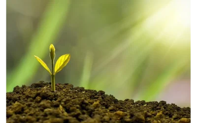 Unleashing Your X Factor: Employee Advocacy for Business Growth